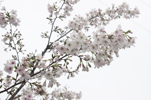 枝头绽放的粉嫩樱花