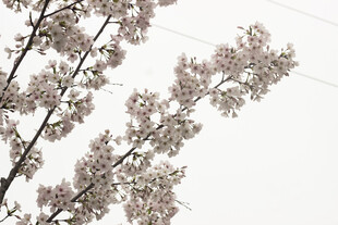 枝头绽放的粉嫩花朵