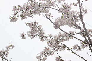 枝头绽放的粉嫩樱花