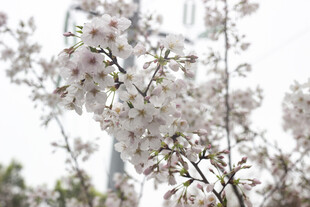 枝头绽放的美丽樱花