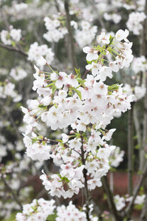 盛开的白色樱花