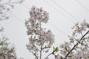 枝头绽放的美丽樱花