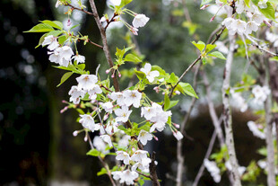 枝头绽放的洁白樱花