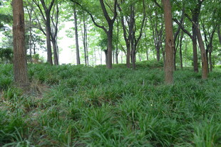 林间绿意盎然的景象