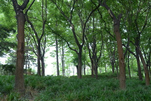 茂密树林中的绿意景致