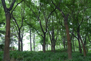 茂密树林绿意盎然