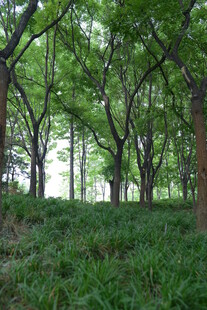 绿意盎然的树林景观