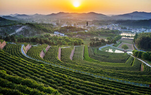 夕阳下的美丽九一六茶园风光