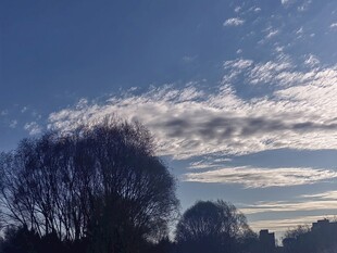 黄昏下的树木与天空美景