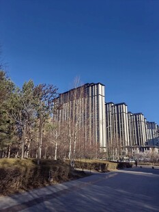 城市高楼与路旁树木景观