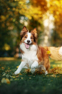 秋日草地上欢快的三色犬