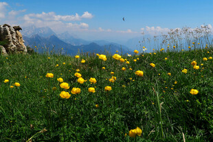 草原上的黄色野花美景