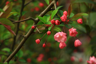 枝头绽放的娇艳粉色花朵
