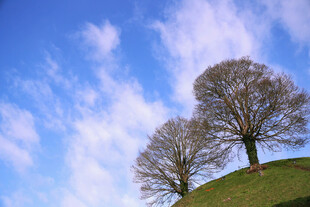 山坡上两棵挺拔的树木