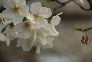 枝头绽放的美丽白樱花