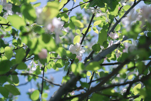 春日繁花枝头绿意盎然