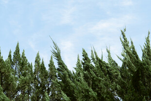 蓝天绿树风景图