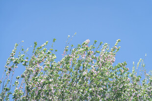 蓝天映衬下的繁茂花枝
