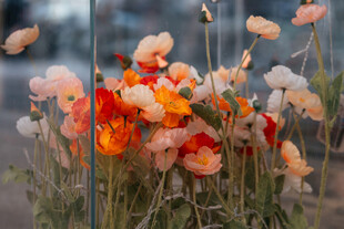 多彩虞美人绽放