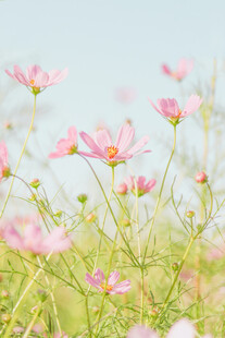 粉色格桑花盛放美景
