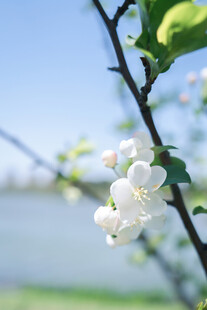 枝头绽放的洁白花朵
