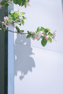 墙边绽放的花枝与影子