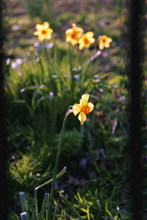 春日草间绽放的黄色小花