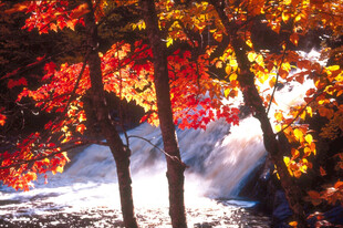 秋日枫林溪流美景