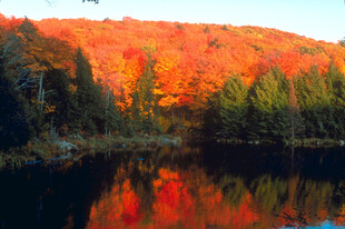 秋日湖畔绚烂枫林美景