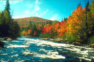 秋日湍急河流旁的多彩山林