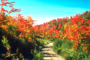 秋日山间红叶小径