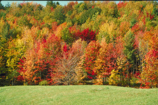 秋日多彩山林美景