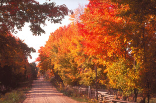 秋日林间小路的斑斓景致