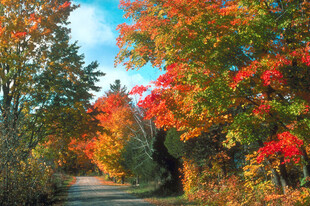 秋日林间小路的绚烂景致