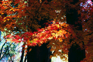 秋日枫林间的绚烂景致