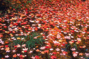 落花满地的美丽景致