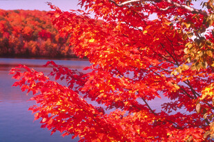 湖畔红枫美景