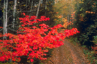 秋日林间艳红枫叶小道