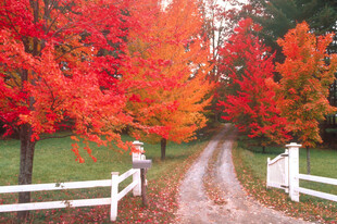秋日枫林间的乡间小道