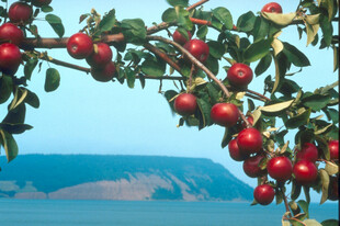 枝头红果映蓝天碧水