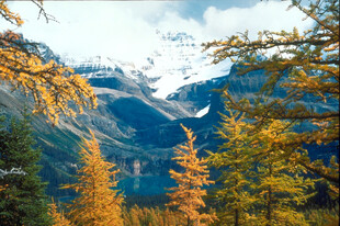 秋日山林间的壮丽雪山景色