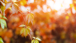 秋日阳光下的斑斓树叶