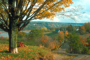 秋日树下的静谧美好