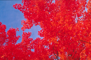 秋日红枫映蓝天