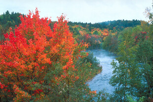 秋日河畔绚烂红叶美景