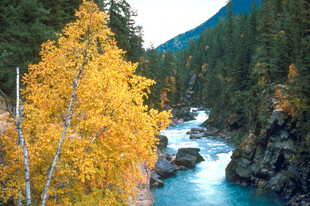 秋日溪边金黄树木