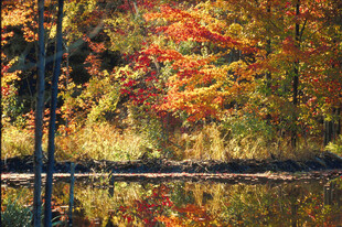 秋日湖畔斑斓树林
