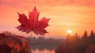 夕阳下的红枫叶