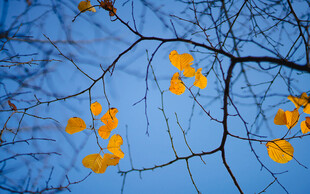 蓝天映衬下的金黄秋叶