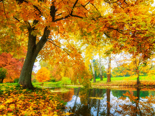 秋日湖畔斑斓树林